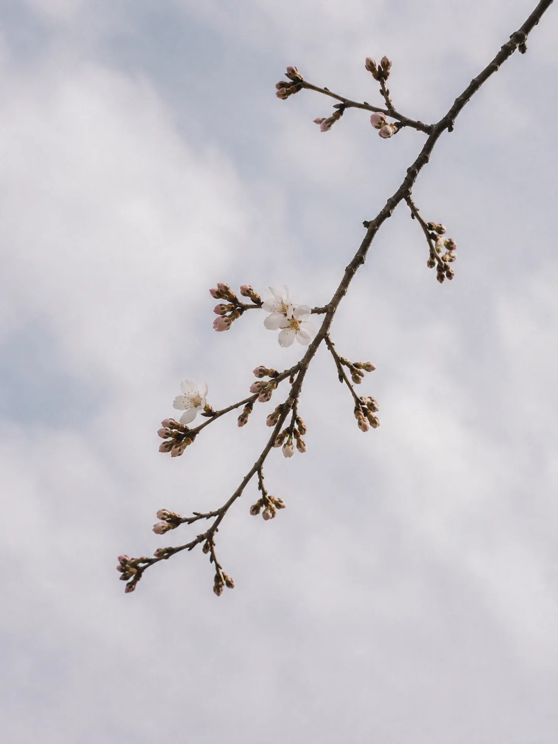 A branch of early blossom and unopened buds against a pale sky.