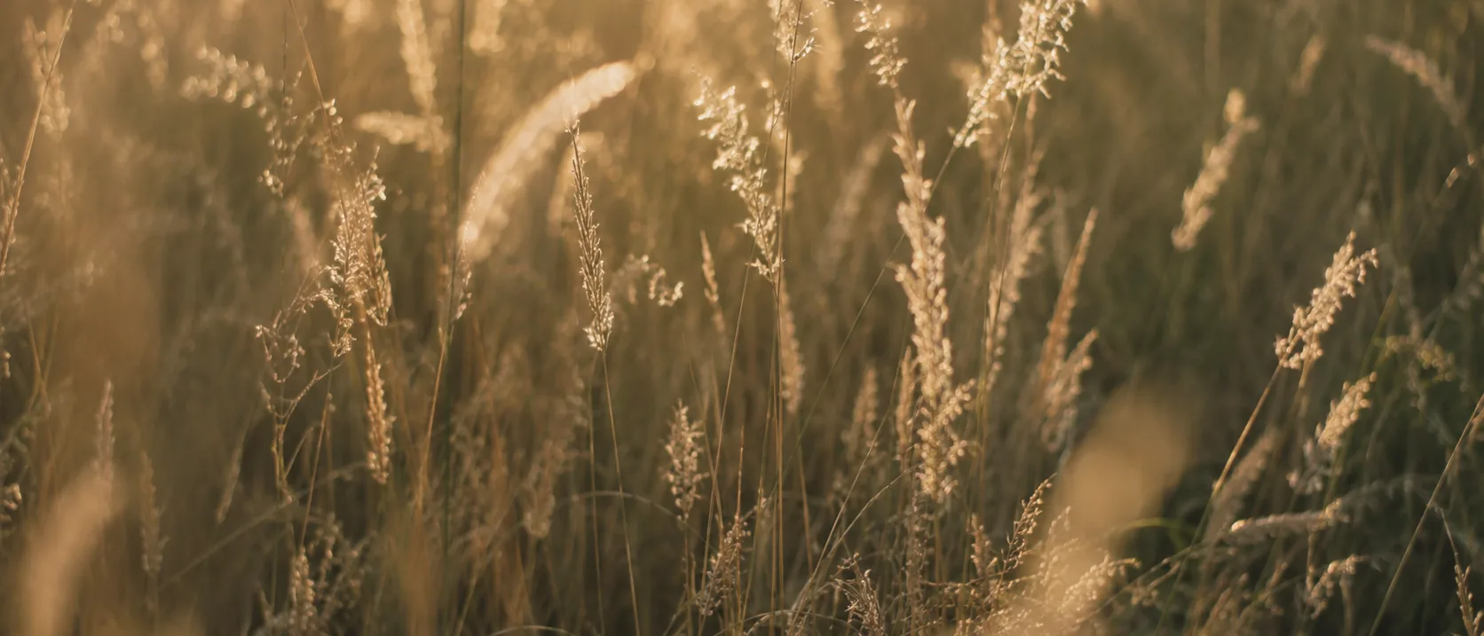 Long grass with low sun coming through it.